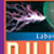 Physics 12 Lab Manual (2nd ed.)