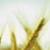 Christs Last Command: Resources for Success