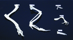 Skeletal Comparison Set: Vertebrate Front Limbs