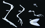 Skeletal Comparison Set: Vertebrate Hind Limbs