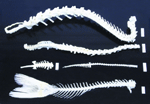 Skeletal Comparison Set: Vertebrate Spinal Columns