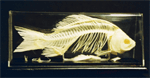 Fish Skeleton on Finished Wooden Base with Transparent Cover