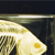 Fish Skeleton on Finished Wooden Base with Transparent Cover