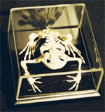 Toad Skeleton on Finished Wooden Base with Transparent Cover