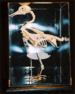 Pigeon Skeleton on Finished Wooden Base with Transparent Cover
