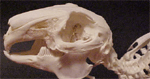 Rabbit Skeleton on Finished Wooden Base with Transparent Cover