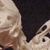 Rabbit Skeleton on Finished Wooden Base with Transparent Cover