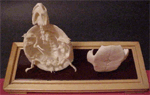 Turtle Skeleton on Finished Wooden Base with Transparent Cover