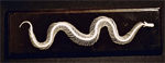 Poisonous Snake Skeleton on Finished Wooden Base with Transparent Cover