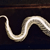 Poisonous Snake Skeleton on Finished Wooden Base with Transparent Cover