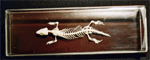 Lizard Skeleton on Finished Wooden Base with Transparent Cover
