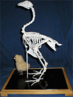 Chicken Skeleton on Finished Wooden Base with Transparent Cover