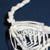 Chicken Skeleton on Finished Wooden Base with Transparent Cover