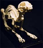 Cat Skeleton on Finished Wooden Base with Transparent Cover
