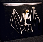 Bat Skeleton on Finished Wooden Base with Transparent Cover