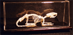 Rat Skeleton on Finished Wooden Base with Transparent Cover