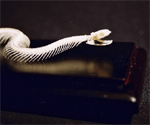 Non-Poisonous Snake Skeleton on Finished Wooden Base with Transparent Cover