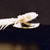 Non-Poisonous Snake Skeleton on Finished Wooden Base with Transparent Cover