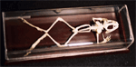 Prone Frog Skeleton on Finished Wooden Base with Transparent Cover
