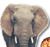 Wild Animals of the Serengeti
