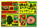 Understanding Trees