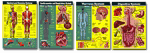 The Human Body Bulletin Board