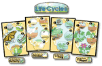 Life Cycles