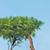 African Adventures