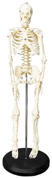 24 inch human skeleton model