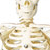 24 Inch Human Skeleton Model