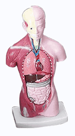 Human Torso