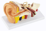 Middle Ear