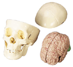 Skull with Brain