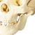Skull with Brain