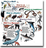 Cheap Charts Instructional Pack: All About Animals