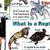 Cheap Charts Instructional Pack: All About Animals