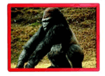 FREE SHIPPING - Real Puzzles - Real Animals