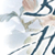 Beneath His Wings: Abiding in Gods Comfort and Love