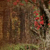 A Look at Life from a Deer Stand Devotional