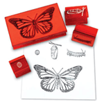 Butterfly Life Cycle Stamps