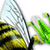 Inflatable Insects