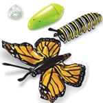 Inflatable Butterfly Life Cycle