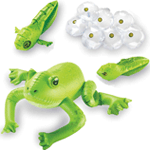 Inflatable Frog Life Cycle