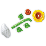 Inflatable Parts of a Plant