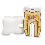 Cross - Section Tooth Model