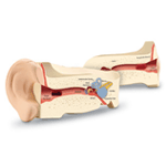 Soft Foam Cross - Section Ear Model