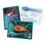 Animal Classifying Cards: Oceans