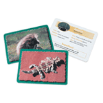 Animal Classifying Cards: Deserts