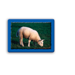 Animals On the Farm Classifying Cards