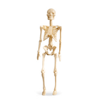 Simply Skeletons